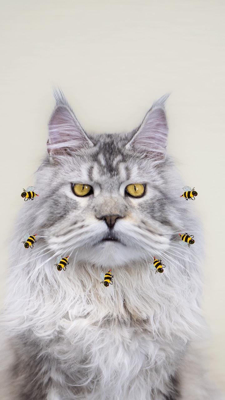 demo effect bee cat