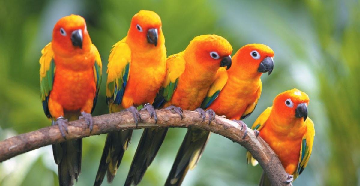 25 Most Beautiful and Popular Lovebird Species with Unique Colors!