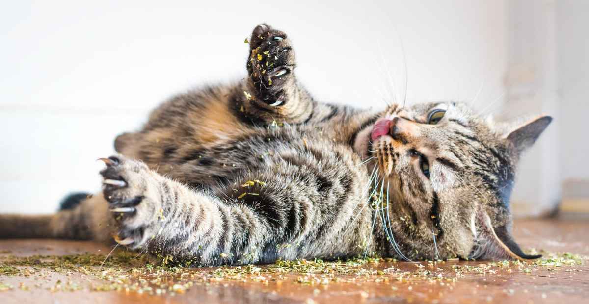 Discover Catnip, the Favorite Mint Plant of All Cats!