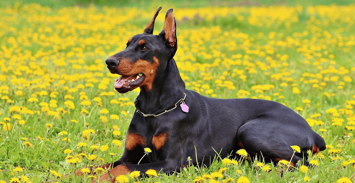 10 Unique Facts About Doberman Dogs and Tips for Caring for Them