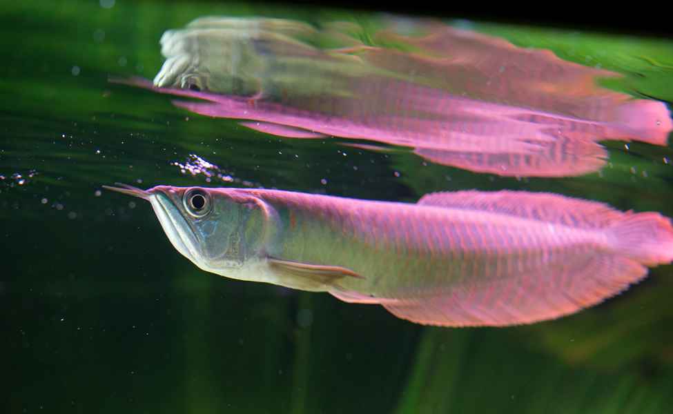 White Arowana.